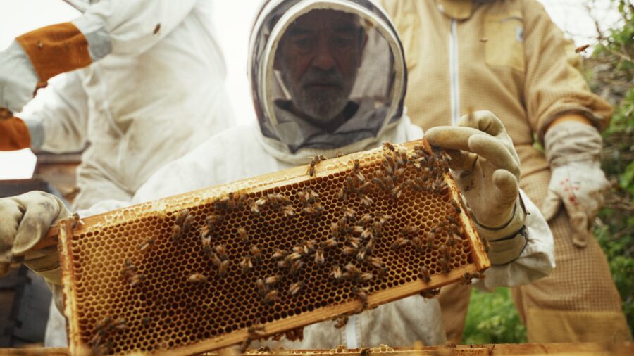 Beekeepers in veils lifting a frame of honeycomb out of a hive
