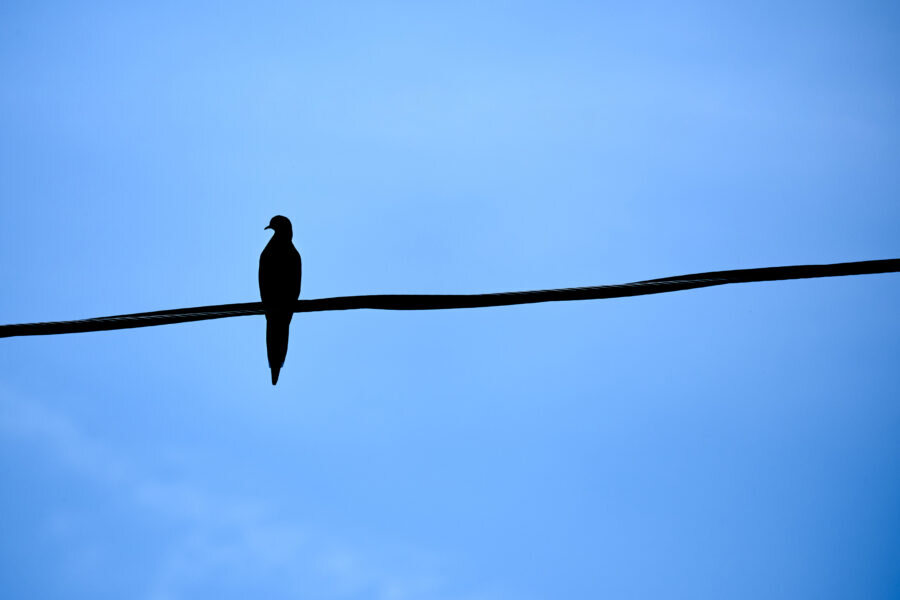 A single bird perched on a wire against a clear sky