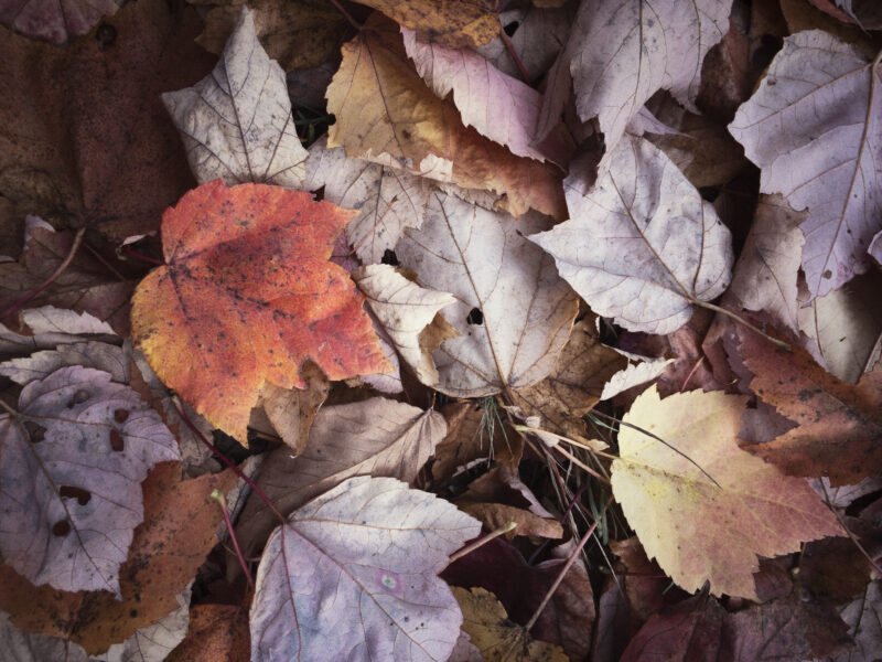 Close-up of fallen autumn leaves in warm tones